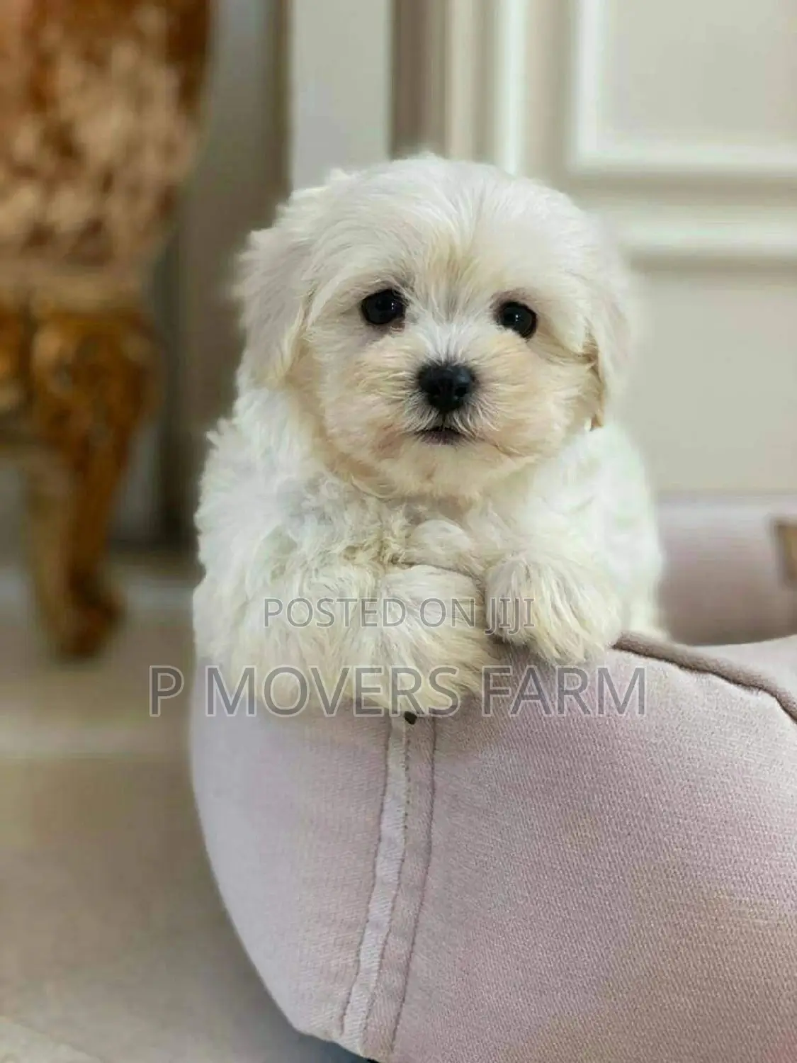 1-3 months Female Purebred Poodle