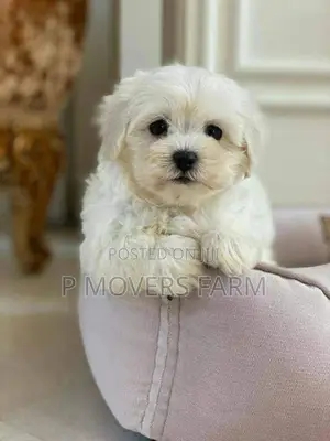 1-3 months Female Purebred Poodle