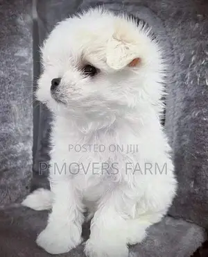 1-3 months Female Purebred Maltese