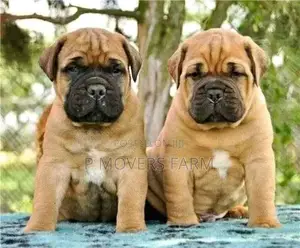 1-3 months Male Purebred Boerboel