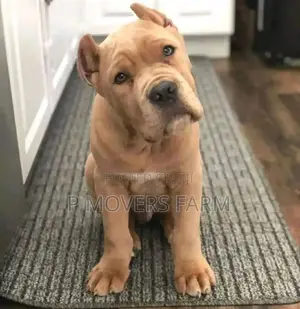 1-3 months Male Purebred American Pit Bull Terrier