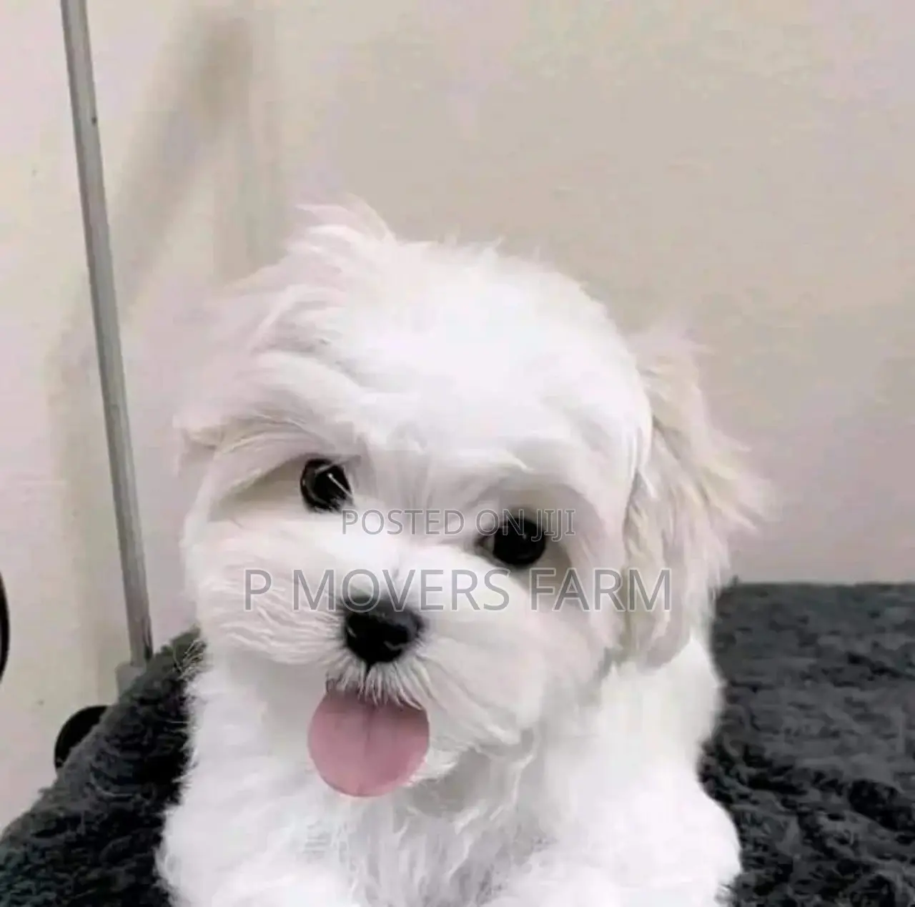 3-6 months Male Purebred Maltese