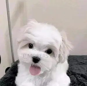 3-6 months Male Purebred Maltese