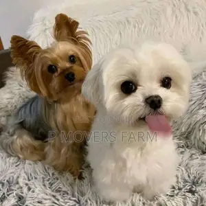1-3 months Male Purebred Maltese