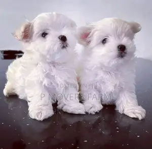 1-3 months Female Purebred Maltese
