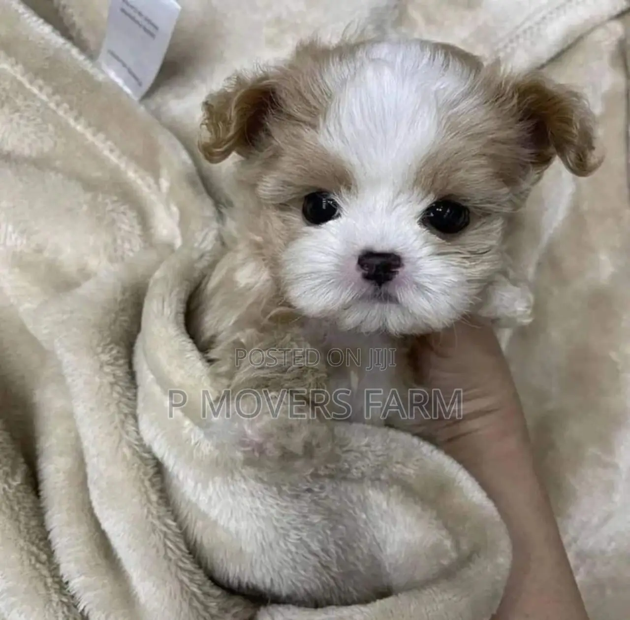 1-3 months Male Purebred Poodle