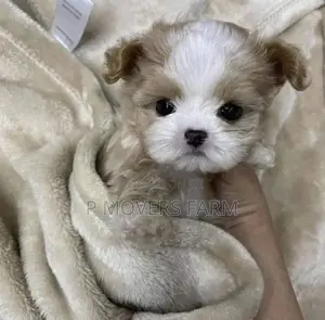 1-3 months Male Purebred Poodle
