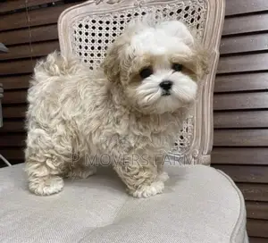 1-3 months Male Purebred Poodle