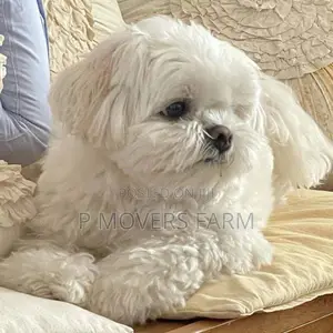 3-6 months Female Purebred Maltese