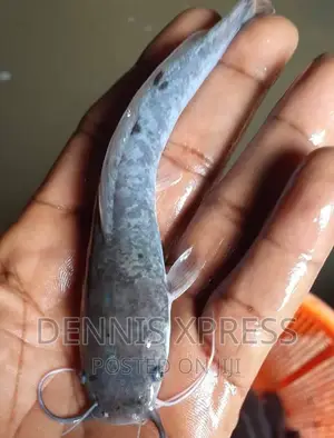 Catfish Juveniles (7cm-8cm) (1.50p)
