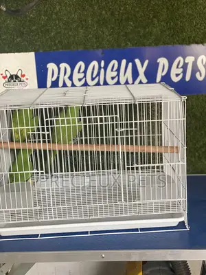 African Ringneck/Longtail Parrakeet