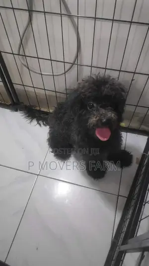 1-3 months Male Purebred Poodle