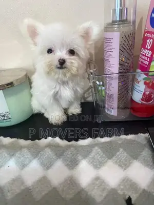 1-3 months Male Purebred Maltese
