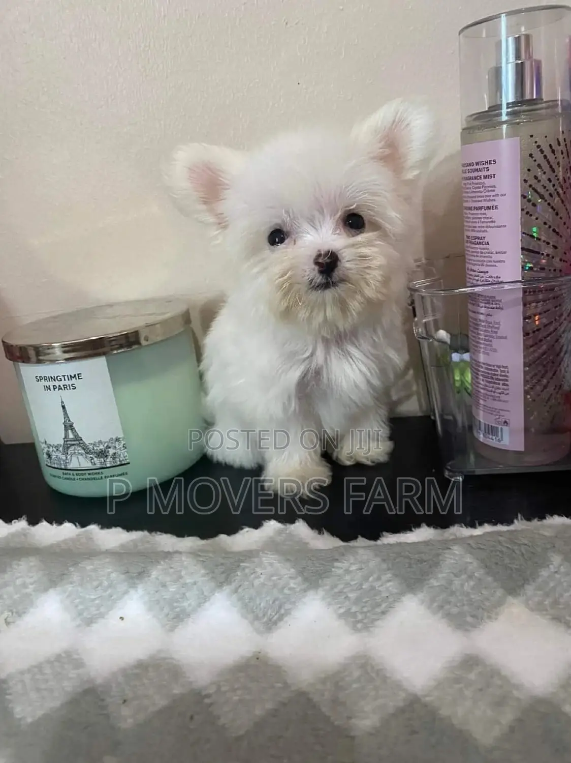 1-3 months Male Purebred Maltese