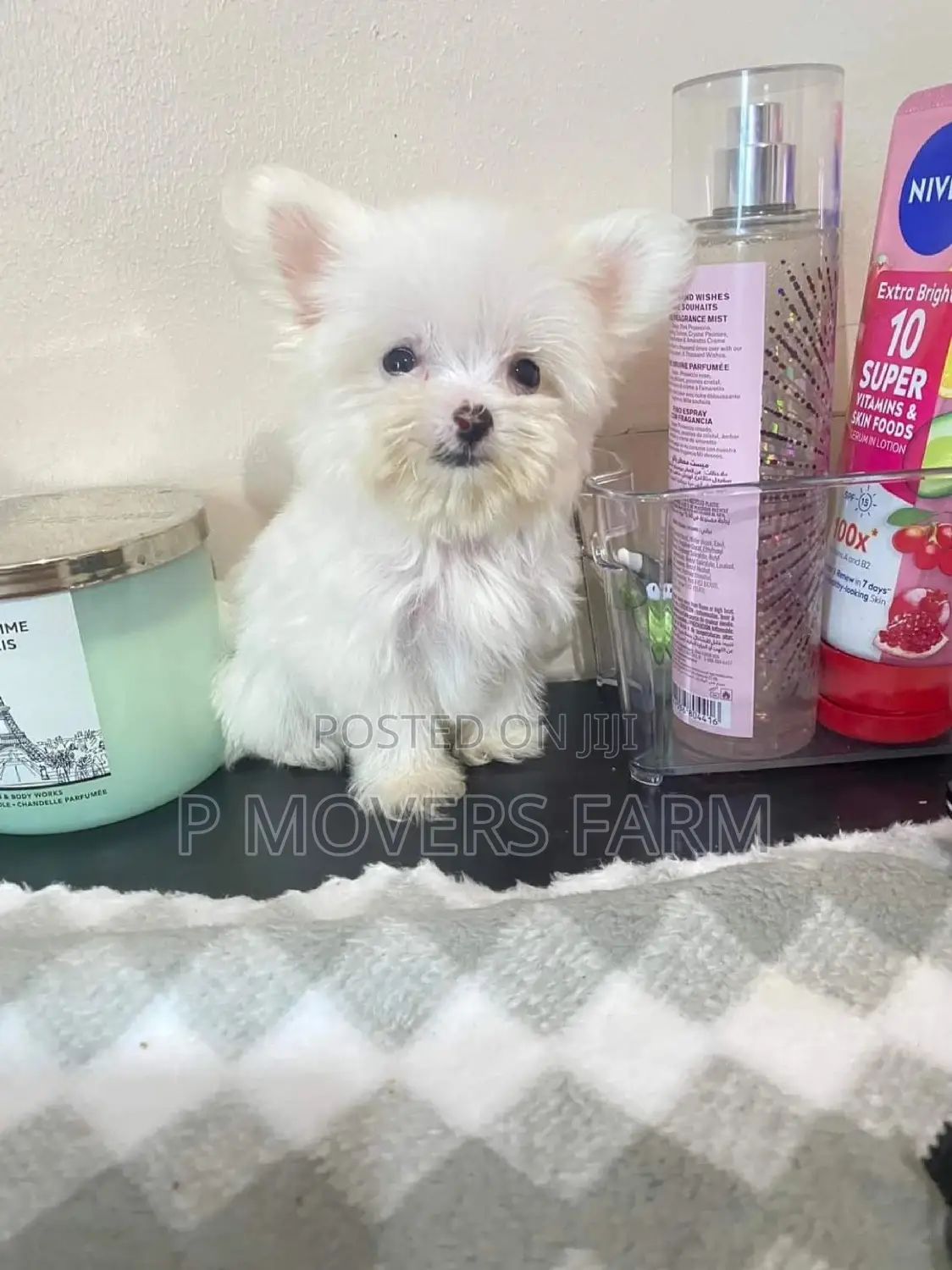 1-3 months Male Purebred Maltese