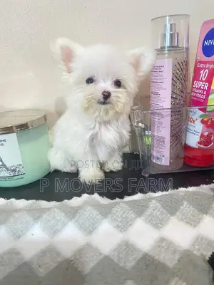 1-3 months Male Purebred Maltese