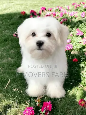1-3 months Male Purebred Poodle
