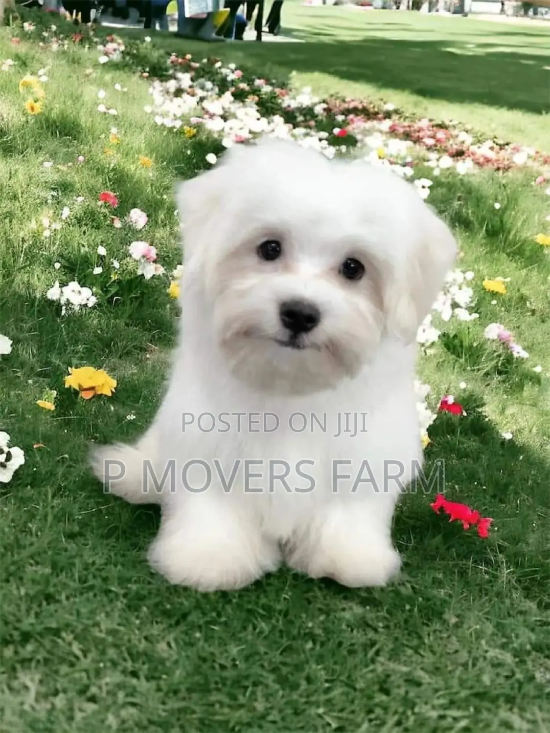 1-3 months Male Purebred Maltese