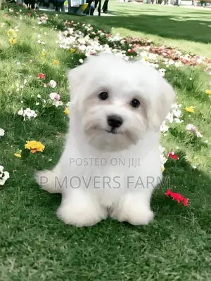 1-3 months Male Purebred Maltese