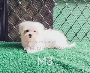1-3 months Female Purebred Maltese