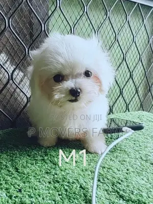 1-3 months Male Purebred Maltese