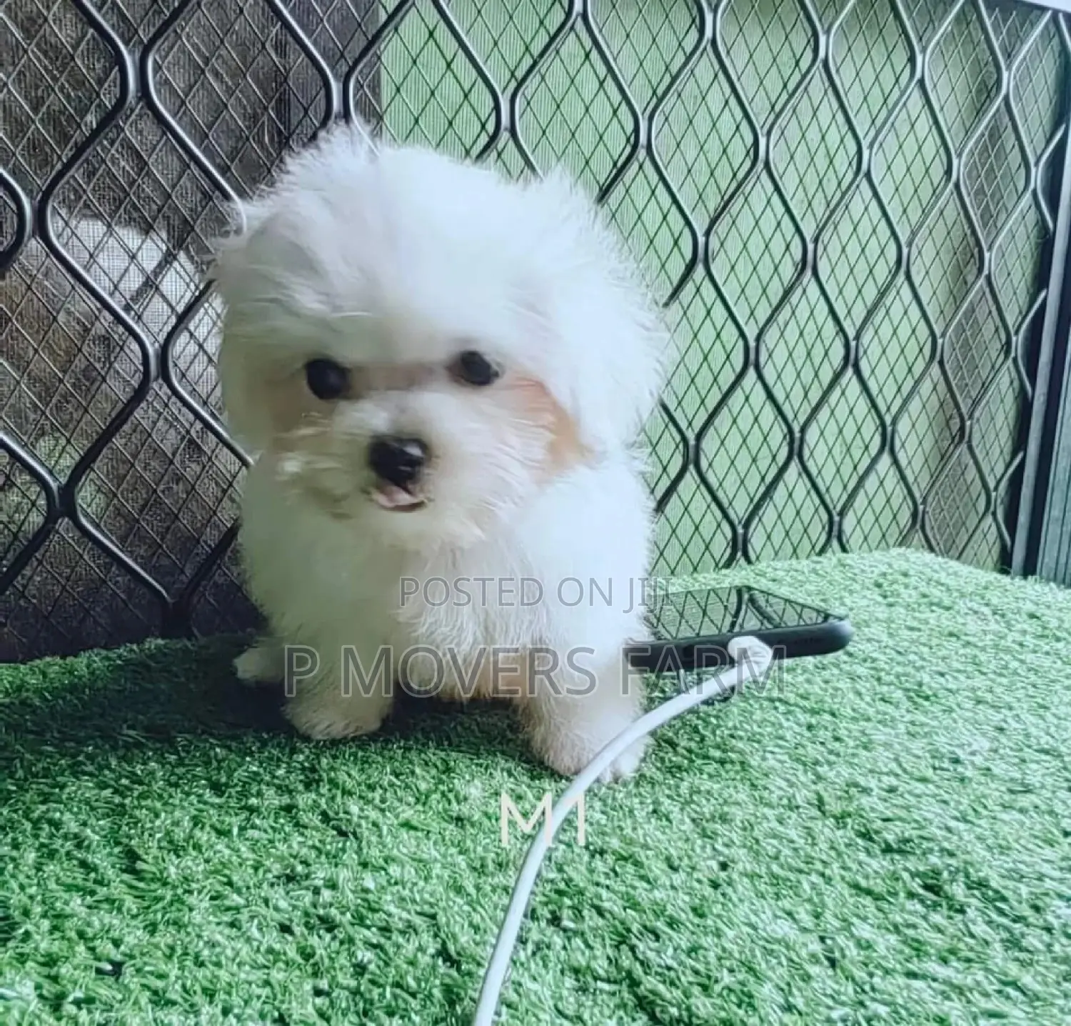 1-3 months Male Purebred Maltese