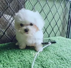 1-3 months Male Purebred Maltese