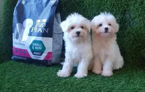 1-3 months Male Purebred Maltese
