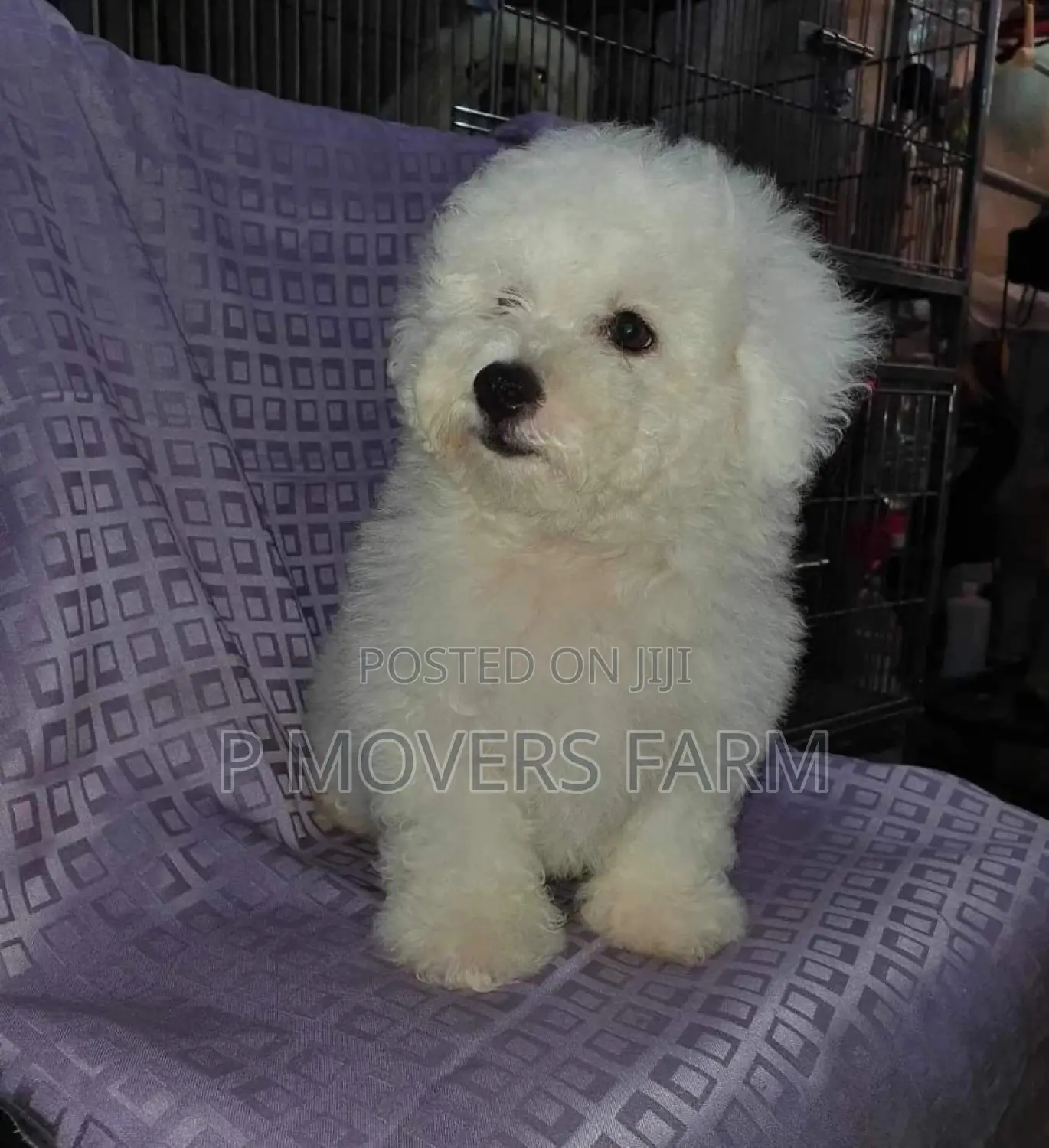 1-3 months Male Purebred Poodle