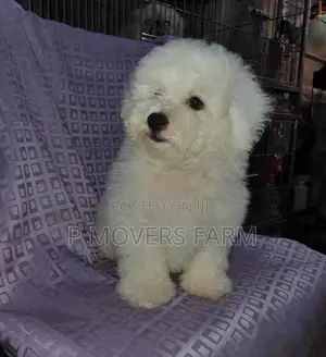 1-3 months Male Purebred Poodle