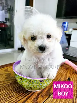 3-6 months Male Purebred Maltese