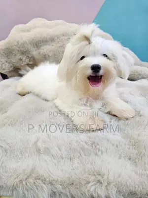 1-3 months Male Purebred Maltese