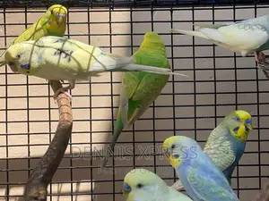 Budgies(Male and Female) (Young and Adult )