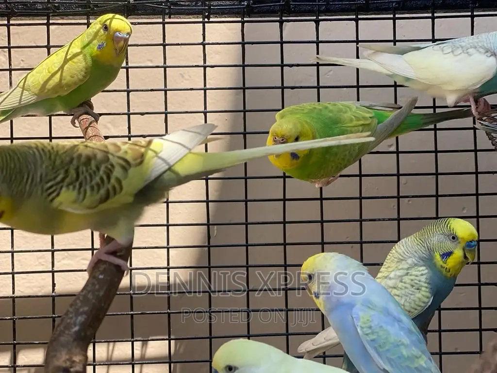 Budgies(Male and Female) (Young and Adult )