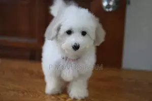 1-3 months Male Purebred Maltese