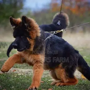 3-6 months Male Purebred German Shepherd