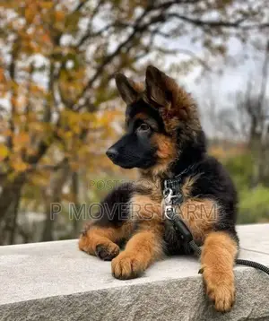 1-3 months Male Purebred German Shepherd