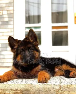 1-3 months Female Purebred German Shepherd