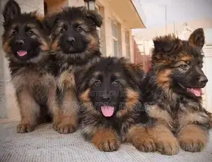 1-3 months Male Purebred German Shepherd