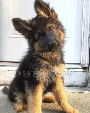 1-3 months Male Purebred German Shepherd