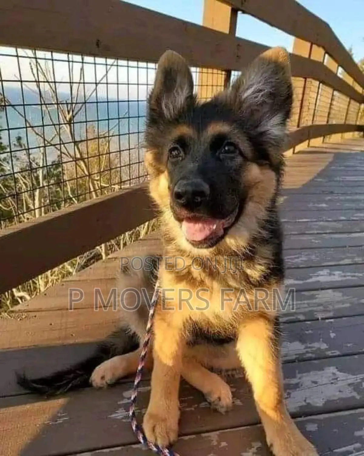 1-3 months Male Purebred German Shepherd