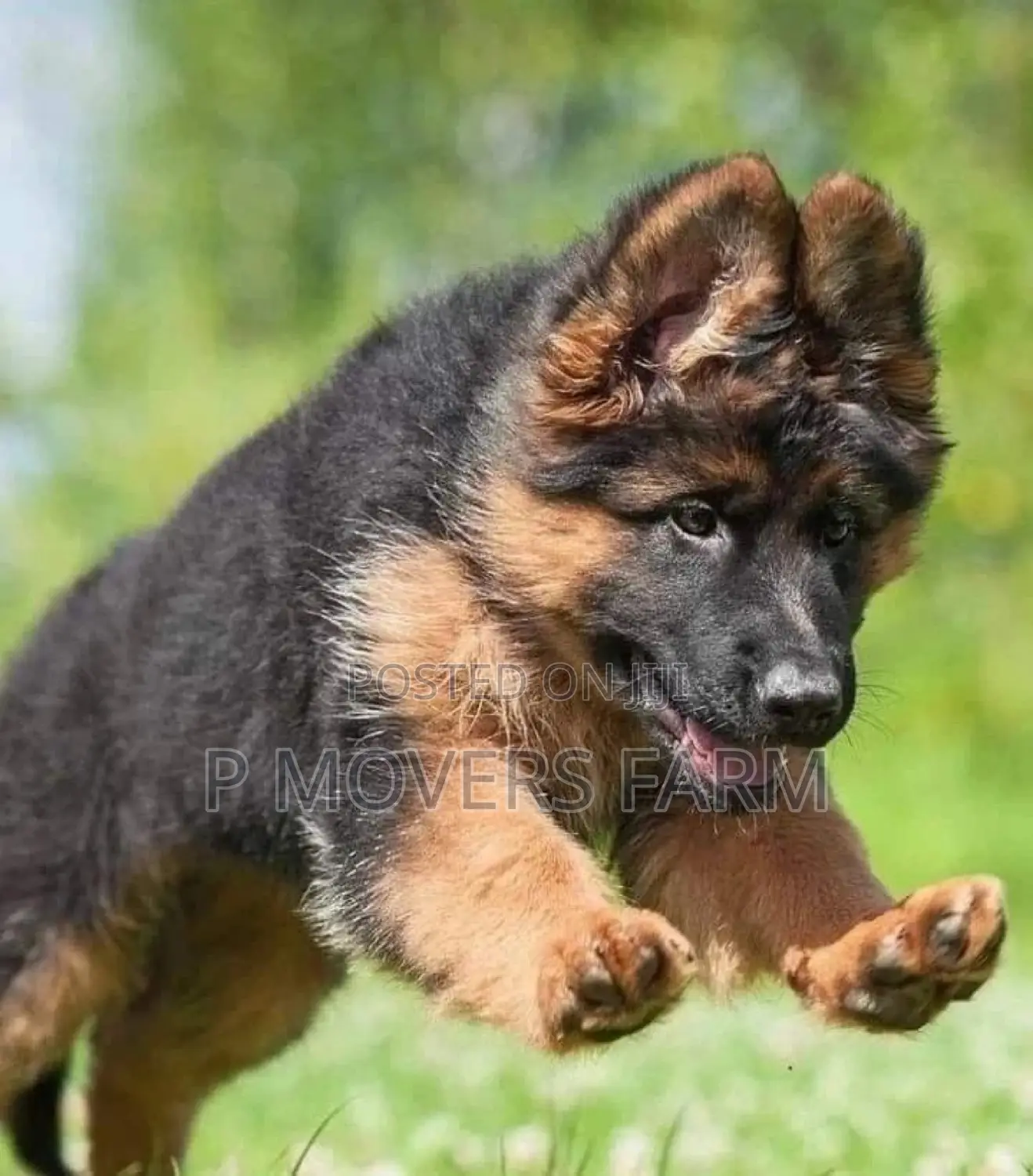 1-3 months Male Purebred German Shepherd