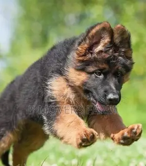 1-3 months Male Purebred German Shepherd