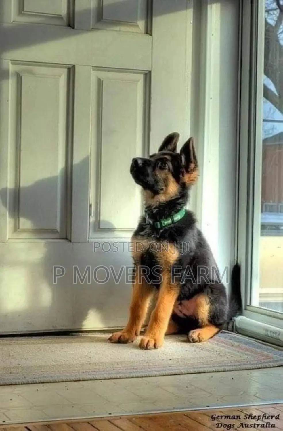 1-3 months Male Purebred German Shepherd