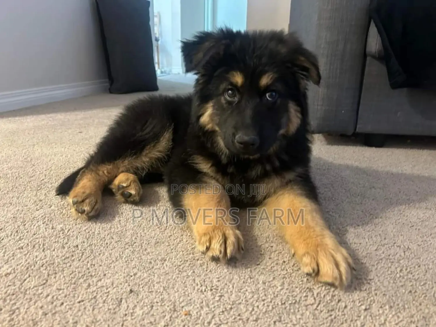 1-3 months Male Purebred German Shepherd