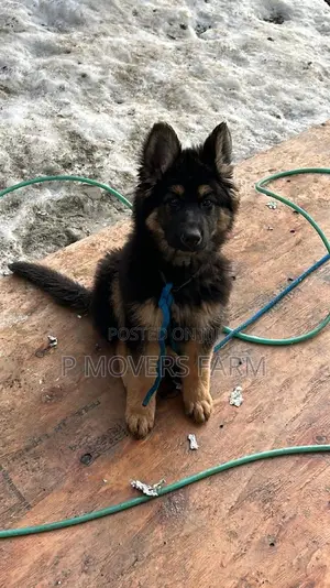 1-3 months Male Purebred German Shepherd