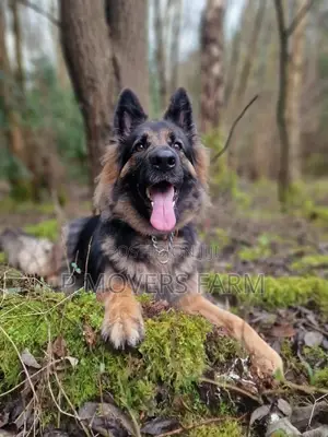 1-3 months Male Purebred German Shepherd