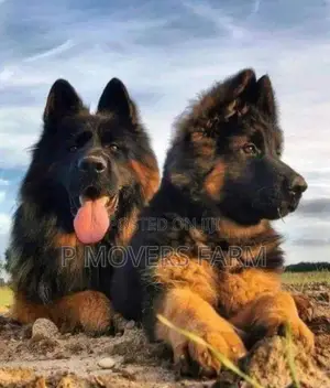 1-3 months Male Purebred German Shepherd