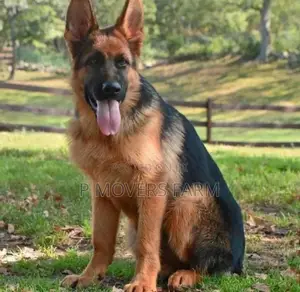 1-3 months Male Purebred German Shepherd