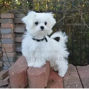 1-3 months Female Purebred Poodle